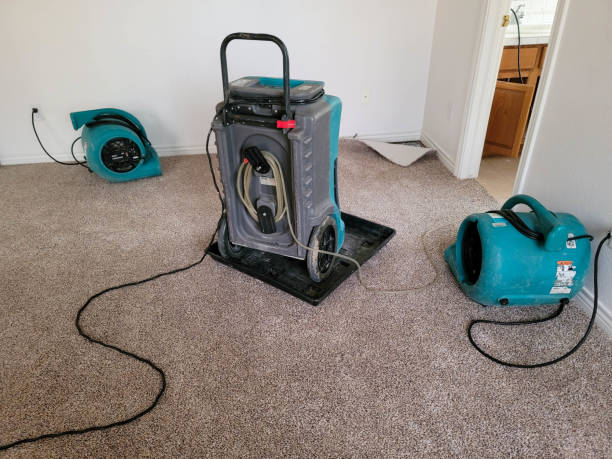 Best Mold removal after water damage  in Sachse, TX